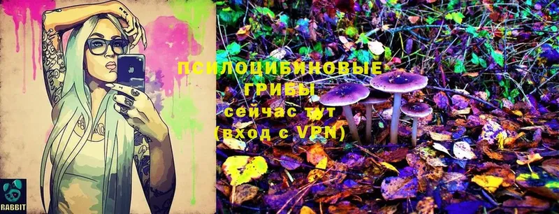 Галлюциногенные грибы Cubensis  сколько стоит  Заволжск 